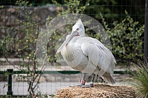 White Dalmatian pelicans