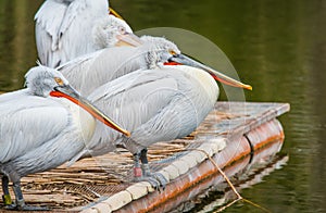 White Dalmatian pelicans