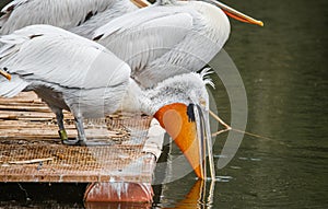 White Dalmatian pelicans