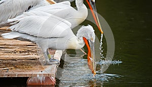 White Dalmatian pelicans