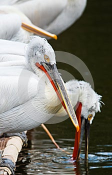 White Dalmatian pelicans