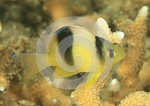 White damsel - juvenile