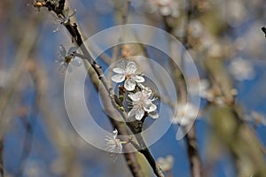 White damson tree blossom flowers, Prunus domestica insititia, blooming in springtime, background blur