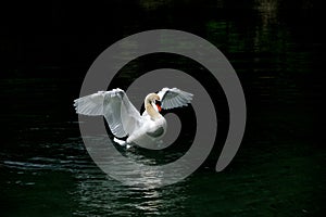 A white dancing swan