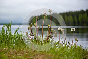 White dandelion