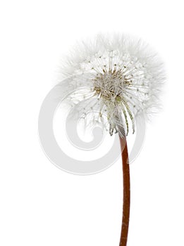 White dandelion