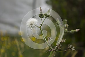 White dandelion with baby dandelions about to bloom