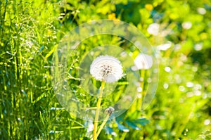 White dandelion on a background of bright green grass. Summer day on the lawn.