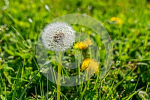 White Dandelion on the background of grass in a field. Close-up
