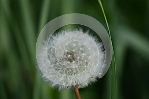 White dandelion balls with green background