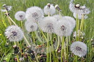 White dandelion blowballs in meadow field