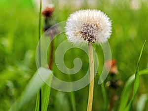 White dandelion on a blurred background of green grass. Micrography. photo