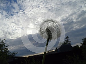 white dandelion close-up