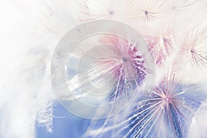 White dandelion close up. Abstract summer nature background