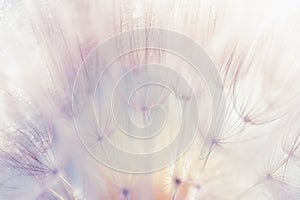 White dandelion close up. Abstract summer nature background