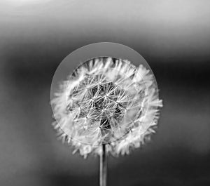 White dandelion close-up black and white