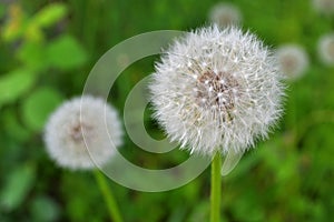 White dandelion close-up on a green background.