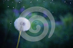 White dandelion on a dark green background glass in water drops rain on a blurry background