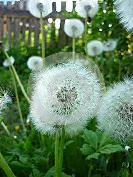 White dandelion