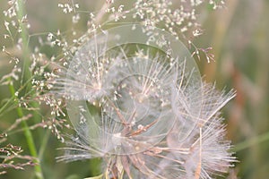 White dandelion in field of grass and flowers