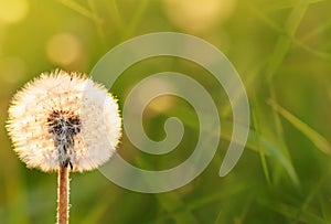 White dandelion in a field on a green background in the grass. Close-up.