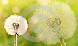 White dandelion in a field on a green background in the grass. Close-up.