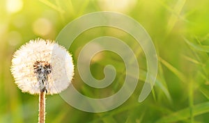 White dandelion in a field on a green background in the grass. The morning sun illuminates the wild flower. Close-up.