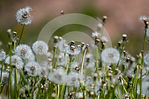 White dandelion field on green grass