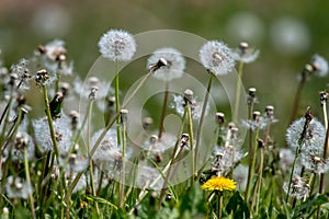 White dandelion field on green grass