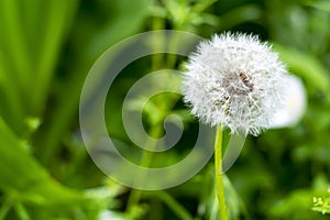 White dandelion in the field. Green grass background, selective focus.