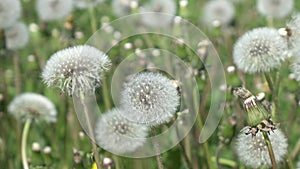 White dandelion field in summer sunny day against the background of the sky with white clouds