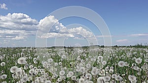 White dandelion field in summer sunny day against the background of the sky with white clouds camera moves from below to