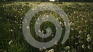 White dandelion field in sunset light walk shot from gimbal stabilizer