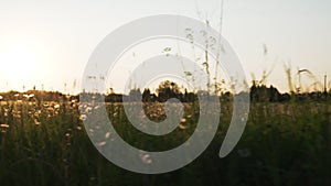 White dandelion field in sunset light walk shot from gimbal stabilizer