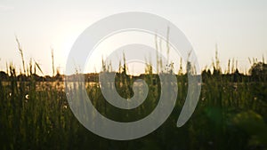White dandelion field in sunset light walk side shot from gimbal stabilizer