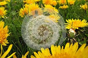 White dandelion in a field with yellow dandelions