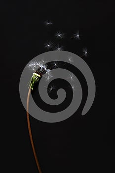 A white dandelion flew alone on a green stalk on a black background, a flat layer