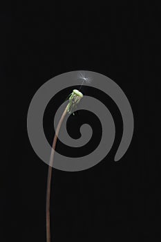 A white dandelion flew alone on a green stalk on a black background, a flat layer