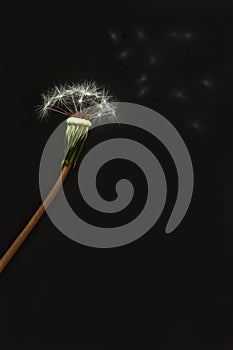 A white dandelion flew alone on a green stalk on a black background, a flat layer