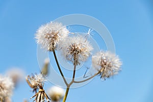 White dandelion flower, Bitter chicory or radicheta, Taraxacum officinale, whose yellow flower is known as dandelion, is a plant