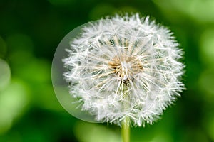 White Dandelion Flower