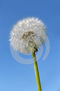 White dandelion flower, detail of dandelion on blue background, fluffy flower