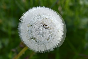 White dandelion flower in green grass, dandelion detail on natural background, fluffy flower with dew drops