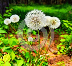 White dandelion flower  growing in the forest