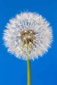 White dandelion flower isolated on blue background