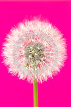 White dandelion flower isolated on pink background