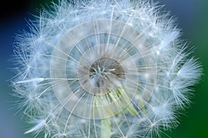 White Dandelion Flower Macro