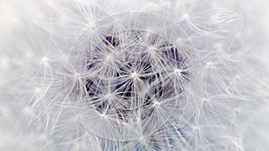 White Dandelion Flower Parachutes Macro (16:9 Aspect Ratio)