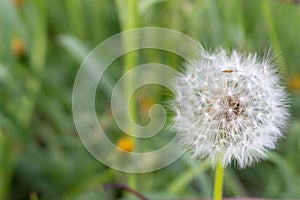 White dandelion flower in unfocused green grass. Flower closeup. White blowball macro. Field and meadow background.