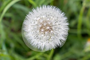 White dandelion flower in unfocused green grass. Flower closeup. White blowball macro. Field and meadow background.